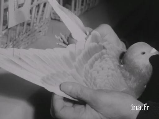  Le comportement du mineur avec ses pigeons : enquête sociologique 