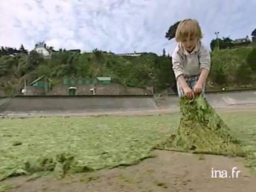  Les algues vertes en Bretagne 