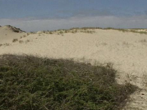 La gestion des dunes landaises par l'ONF
