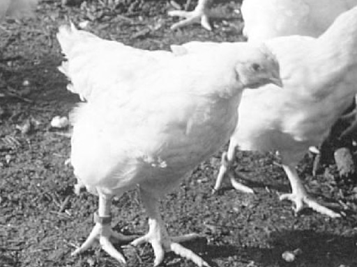 La coopérative de production de poulets jaunes des Landes de Buglose