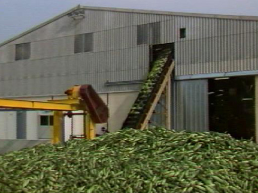 Nouvelle conserverie de maïs doux à Haut-Mauco
