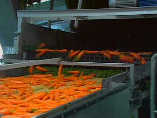 La production de carottes dans les Landes et l'usine Légum'land