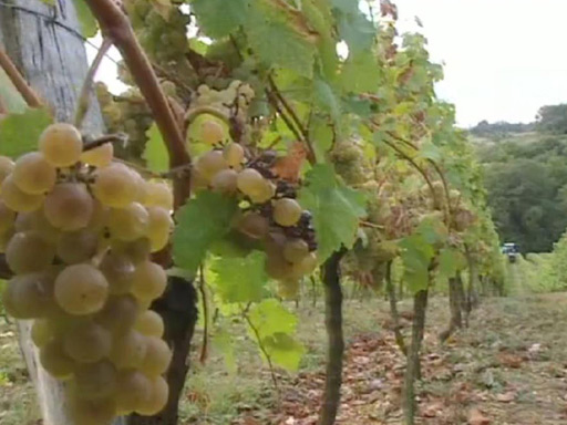 Illustration - La viticulture dans les Landes